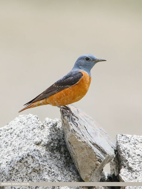 Rufous-tailed Rock-thrush (Monticola saxitilis) - image #469895 gratis